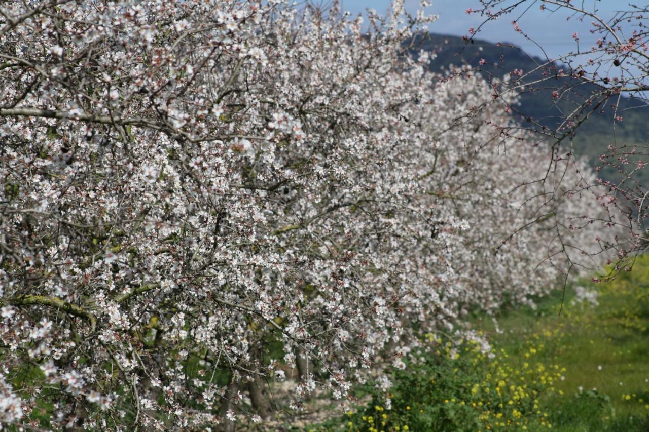 054 Finca Es Bosquerro Etv5362 By Mallorca Charme Santa Margalida Dış mekan fotoğraf